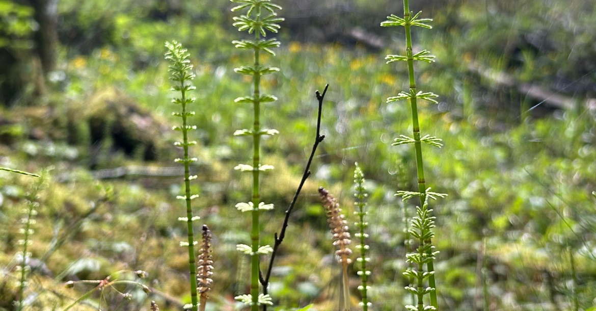 Nature Connection