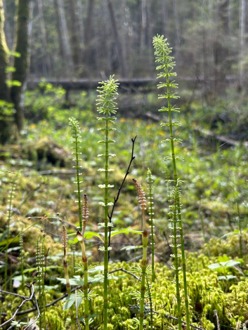 Nature Connection